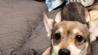 Vixen vs. The Green Bean