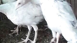 White lari