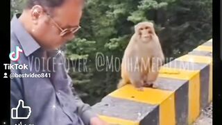 كوميديا القرد