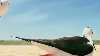 cool animals