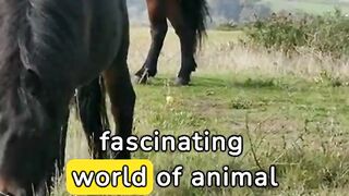 Animals fects
