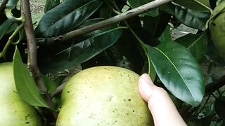 Buah Sapote