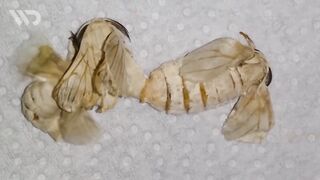 Larva sutra