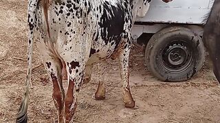 خوبصورت دوندا وچھا فار سیل نہایت کم قیمت