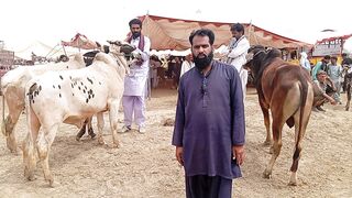 Iqbal Nagar Mandi sahiwal Cattle Rates Update |  Cow Mandi 2024