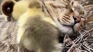 Cute chicken