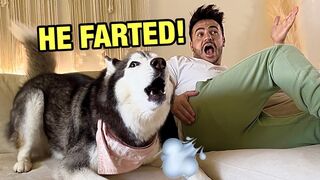 Farting On My Husky to See Her Reaction (SHE FREAKS OUT!)
