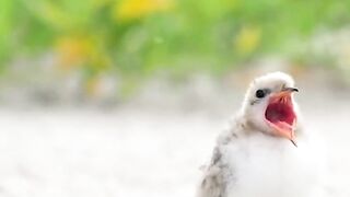 Gull and her kids