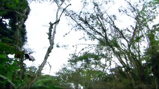 LF Capítulo 94