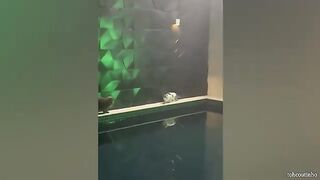 Funny cat videos enjoying ????