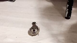 Lovely birds love humen