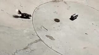 Bro rescues skunk