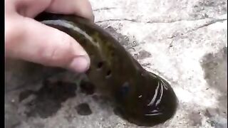 The suction on a Lamprey
