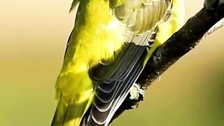 Most Colorful Birds In The World | Stunning Nature | Birds Sounds | Learn their Names