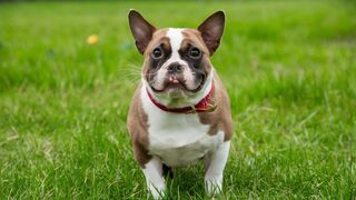 These extraordinary pet stories will make you rethink everything you know!