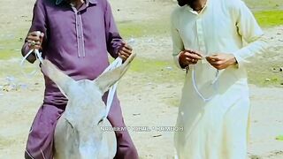Funny video kiss lagi