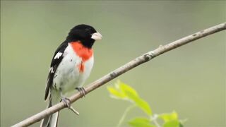 animal video