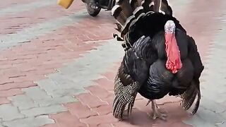 Ajeb Bird dekha hai kabhi