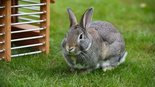 How to Build an Outdoor Run for Your Rabbits