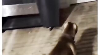 Funny Dogs Viral Video