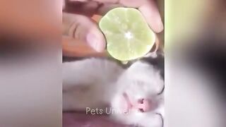 So funny cats ????video and dogs ???? funniest ????????