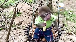 Monkey