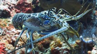 LOBSTER