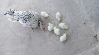Aalha nasl ki murgi Dekhen