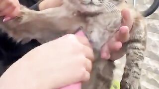 cat being shaved