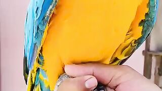 Macau parrot
