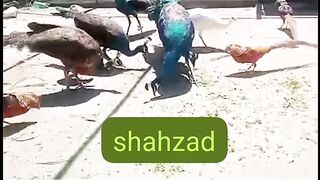 Pheasant peacock