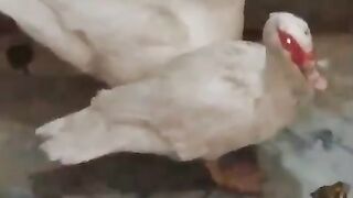 White surkhabi