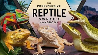 The Prospective Reptile Owner s Handbook
