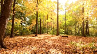 "Forest Harmony: Discovering Joy and Wellness in Nature"