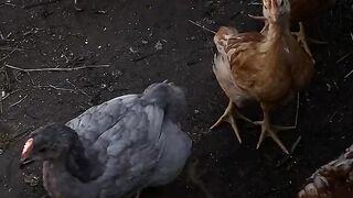 chicks