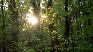 "Nature's Renewal: Finding Joy and Health in the Forest"