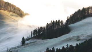 "Nature's Radiance: Forest Adventures for Joy and Vitality"