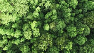 "Forest Revelry: Embracing Joy and Health in Nature"