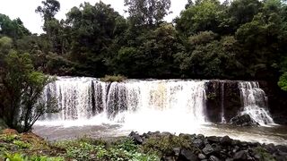 "Forest Harmony: Embracing Nature for Joy and Well-being"