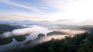 "Forest Joys: Wellness and Happiness in Nature's Embrace"