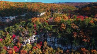 "Nature's Symphony: Forest Serenity for Health and Happiness"