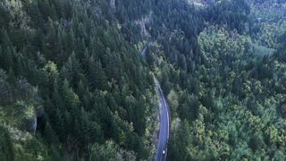 "Forest Wonder: Joy and Wellness in Nature's Realm"