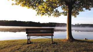 "Forest Radiance: Embracing Joy and Health in Nature's Realm"