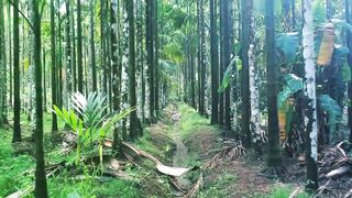 "Forest Harmony: Discovering Joy and Wellness in Nature's Embrace"