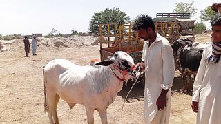 Beautiful bull low price| Mandi Iqbal Nagar