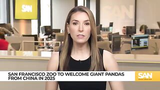 San Francisco Zoo to welcome pandas in diplomatic exchange with China