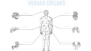 Human body facts