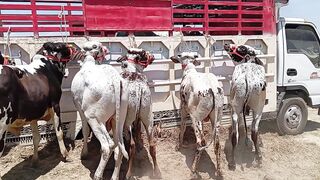 Full lot khire bacche |Low price| Mandi Iqbal Nagar