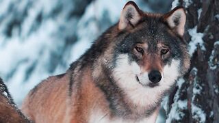 he got your back #Wolf #wolves #Ulv #Ulver