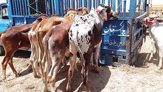 Today Latest  update | Sahiwal bull | Mandi Iqbal Nagar